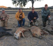 Group hut for wild boar