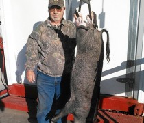 hog hunting, pig hunts