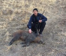 wild boar hunts (5)