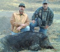 wild boar, hog hunting