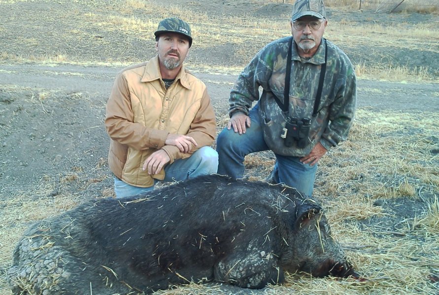 wild boar, hog hunting